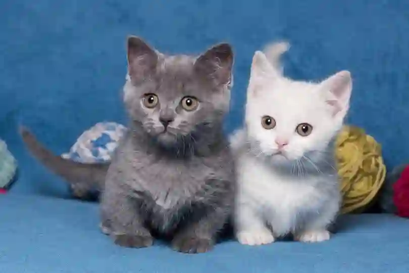 How Much is a Munchkin Kitten Worth?